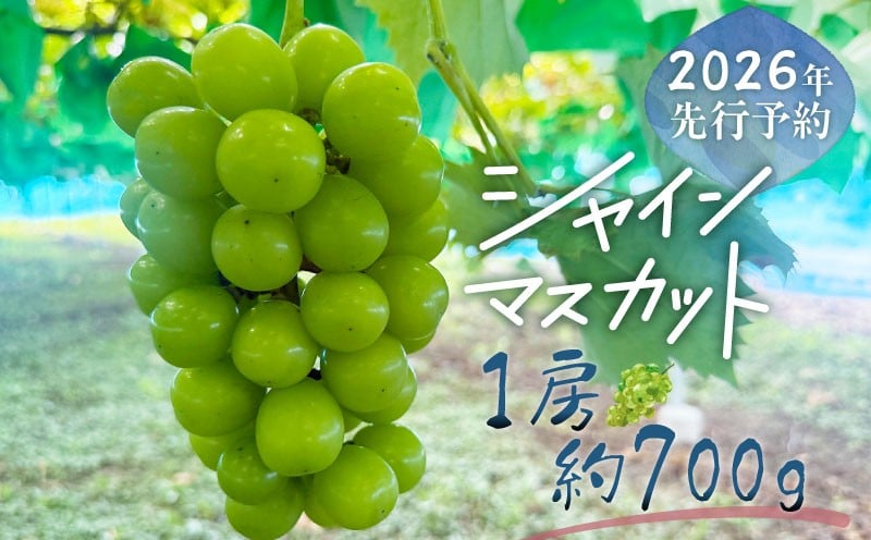 
            【2026年先行予約】シャインマスカット 1房（約700g）
          