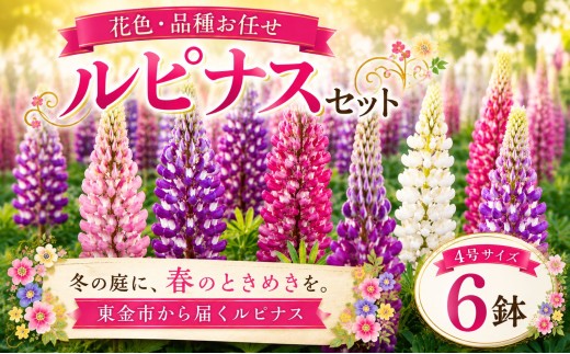 花 ルピナス 花色 品種 お任せ 4号 ✕ 6鉢 フワラー ピンク 赤 むらさき 白 黄色 園芸 家庭園芸 花育て ベランダ 庭 花壇 寄植え プランター栽培 カラー カラフル 鉢植え 玄関 花苗 お花 温室 おしゃれ ガーデン ガーデニング ギフト 贈答 プレゼント シーズン 季節 種類 山岸 千葉 東金
