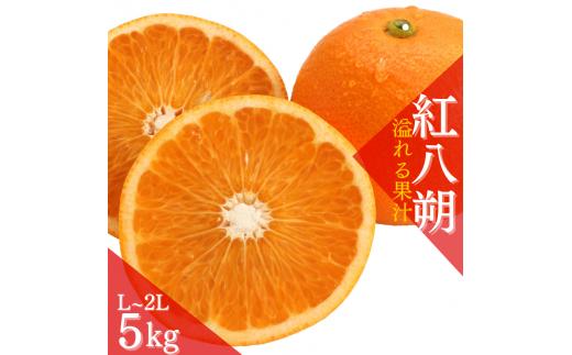 【先行予約】【数量わずか】あふれる果汁！ 希少な紅はっさく 秀品 5kg L～２L 2025年1月初旬～2025年3月末頃に順次発送予定（お届け日指定不可）/ ハッサク 八朔  【kgr006】