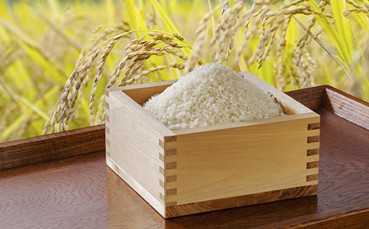 【先行予約】令和7年度産新米　京都丹波産　コシヒカリ米（精米）5kg×2   【ふるさと納税 米 新米 精米 コシヒカリ 特別栽培米  京都府 福知山市】 FCDF002