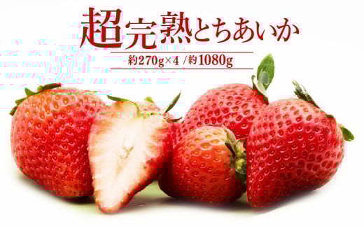 【先行受付：2月以降発送】いちご「茂木完熟いちご」　篠崎さんが育てた 朝どれとちあいか レギュラーサイズ 約270g × 4パック 合計 1080g | いちご イチゴ 苺 とちあいか 完熟 果物 フ
