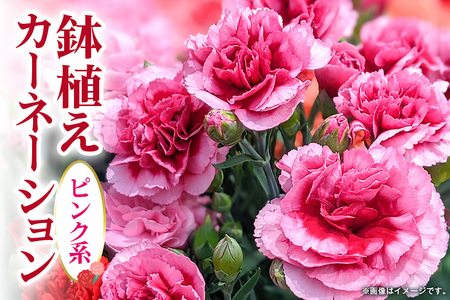 カーネーション ピンク系 鉢植え 母の日 贈り物 A07-007 