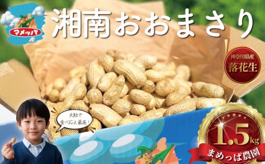 ピーナッツ 落花生 1.5kg 先行予約 【2025年9月以降発送】 らっかせい 生落花生 おおまさり ゆで落花生 用 塩茹で 塩ゆで 大粒 ナッツ 豆 まめ マメ 採れたて とれたて 新鮮 旬 甘い おつまみ おやつ 野菜 やさい 冷蔵 食品 期間限定 まめっぱ農園 神奈川 湘南 藤沢