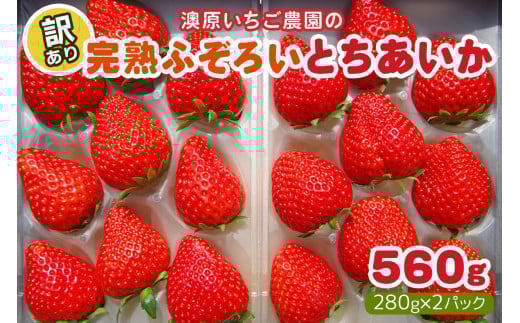 【3月以降発送】訳あり粒不揃い とちあいか 560g (280g×2P)  澳原いちご農園  | いちご 苺 イチゴ フルーツ 果物 産地直送 栃木県産