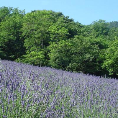 ふるさと納税 池田町 ラベンダー生花　グロッソ200本 |  | 01
