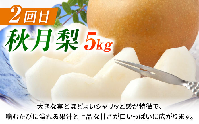 【先行予約】【数量限定】【3回定期便】 梨 約5kg 計約15kg（豊水・秋月・新高）【日本フルーツ株式会社】 [ZFJ024]