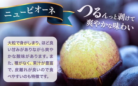 【先行予約】シャインマスカット ＆ ニューピオーネ 各１房 計約1.2kg《9月中旬-10月上旬頃出荷》テレビせとうち株式会社 冷蔵 果物 ブドウ 送料無料 岡山県 浅口市 シャインマスカット【配送不