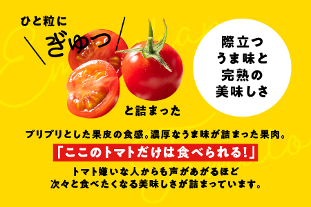 【先行予約】☆ 糖度 １0度以上 ☆ 厳選 スパルタ生まれの笑ちゃん フルーツトマト 約1kg 【GC-35】 お届け：4月中旬～6月中旬ごろ順次発送 笑ちゃん ミニトマト フルーツトマト 野菜 トマ