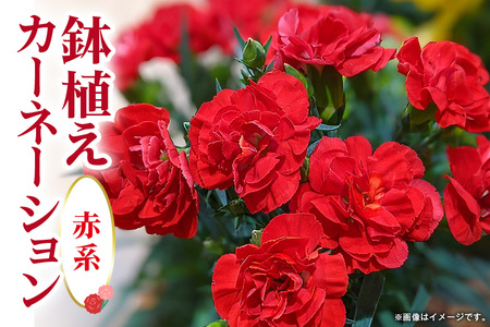 カーネーション 赤系 鉢植え 母の日 贈り物 A07-006 