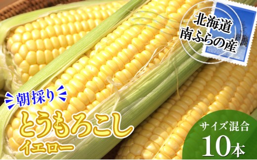 
                  南ふらの産 朝採り とうもろこし (イエロー)【サイズ混合】10本 北海道 南富良野町 トウモロコシ とうきび トウキビ 2026年発送 先行予約 野菜 コーン 
                