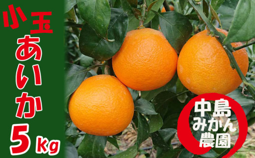 【2026年12月中旬頃から順次発送】愛果28号 (紅まどんな と同品種) 小玉 5kg(30～40個) ｜紅まどんな と同品種 みかん 愛果 蜜柑 松山市産みかん 柑橘 ミカン 蜜柑 みかん 果物 オススメみかん フルーツ あいか みかん 松山 愛媛 人気のみかん