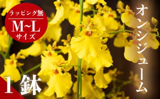 オンシジューム ( アロハ・イワナガ ) １鉢 M～L ラッピング無 お花 花 はな フラワー インテリア 鑑賞 洋ラン 鉢 栽培 園芸 ガーデニング 母の日 プレゼント ギフト 贈り物 初心者向け KN007