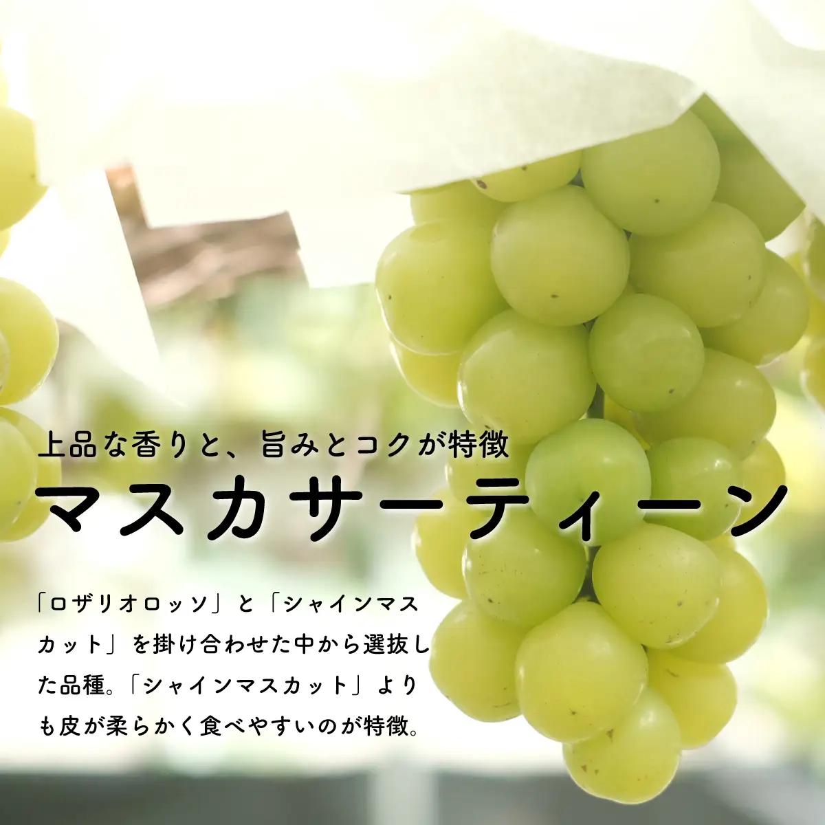 【先行予約・2026年9月】マスカサーティーン 1.5kg｜希少ぶどう・産地直送・種なし・ギフト