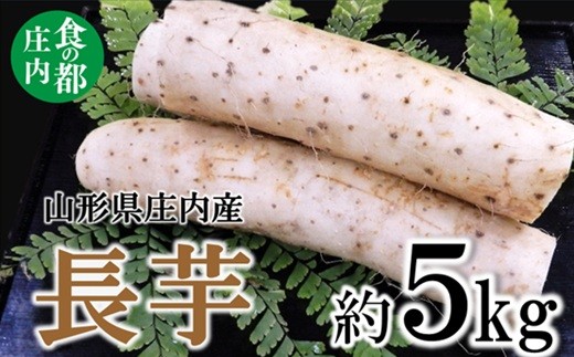 食の都庄内　庄内産長芋 約5kg　【期間限定】