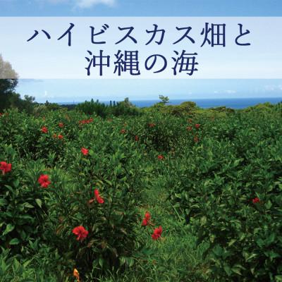 ふるさと納税 うるま市 ぬちまーすの塩とハイビスカス「リュウミネシャンプー」×12本 |  | 03