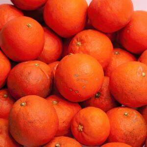 ＜4月より発送＞家庭用 セミノールオレンジ5kg+150g（傷み補償分）訳あり 有田産