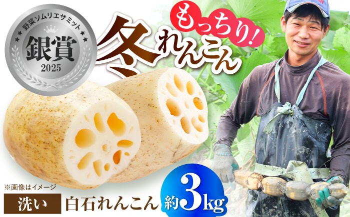 【先行予約 2026年11月～発送】土壌からこだわった白石町産洗いれんこん約3kg【野中農園】佐賀県産 農家直送 直送 白石れんこん レンコン 蓮根 根菜 野菜 白石町産 高品質 九州 佐賀県 白石町  白石 [IDC006]