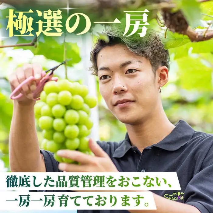 【2026年発送先行予約】シャインマスカット 1.2kg(3?4房)【合同会社 社方園】ぶどう 国産シャインマスカット 熊本県産 葡萄 [ZBZ012]