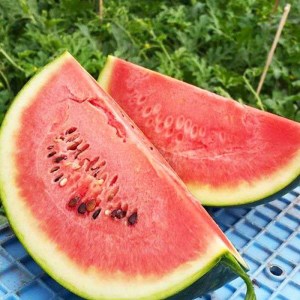 【ふるさと納税】数量限定 糸島産温室栽培 虎太郎西瓜（こたろうすいか）【スイカ 甘い ジューシー シャリシャリ】 [AIC002]