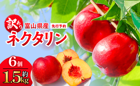 【先行予約】【訳あり】富山県産 ネクタリン 6個 （約1.5kg） ＜2026年8月中旬以降順次発送＞