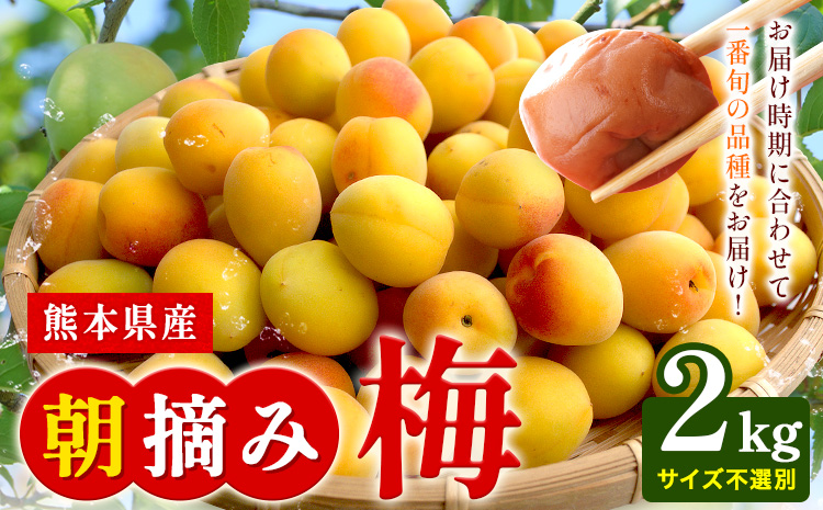 熊本県産 朝摘み 梅 2kg 3L・2L・L ・M サイズ不選別《5月中旬‐6月中旬頃出荷》 熊本県 球磨郡 山江村 つけもの 漬物 梅 梅干し うめぼし 朝採り 南高梅 白加賀 露茜 ---ym_casaumes_q5_25_8000_2kg---