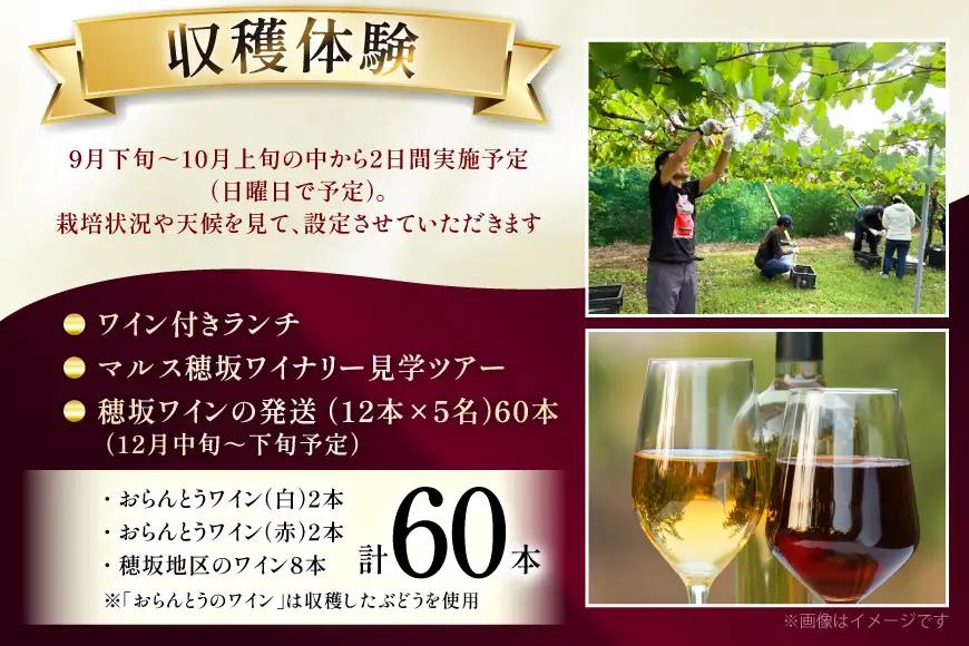 ワイン 収穫体験＆ワインセット 12本×5名 計60本 5名様 参加券 ワイナリー
