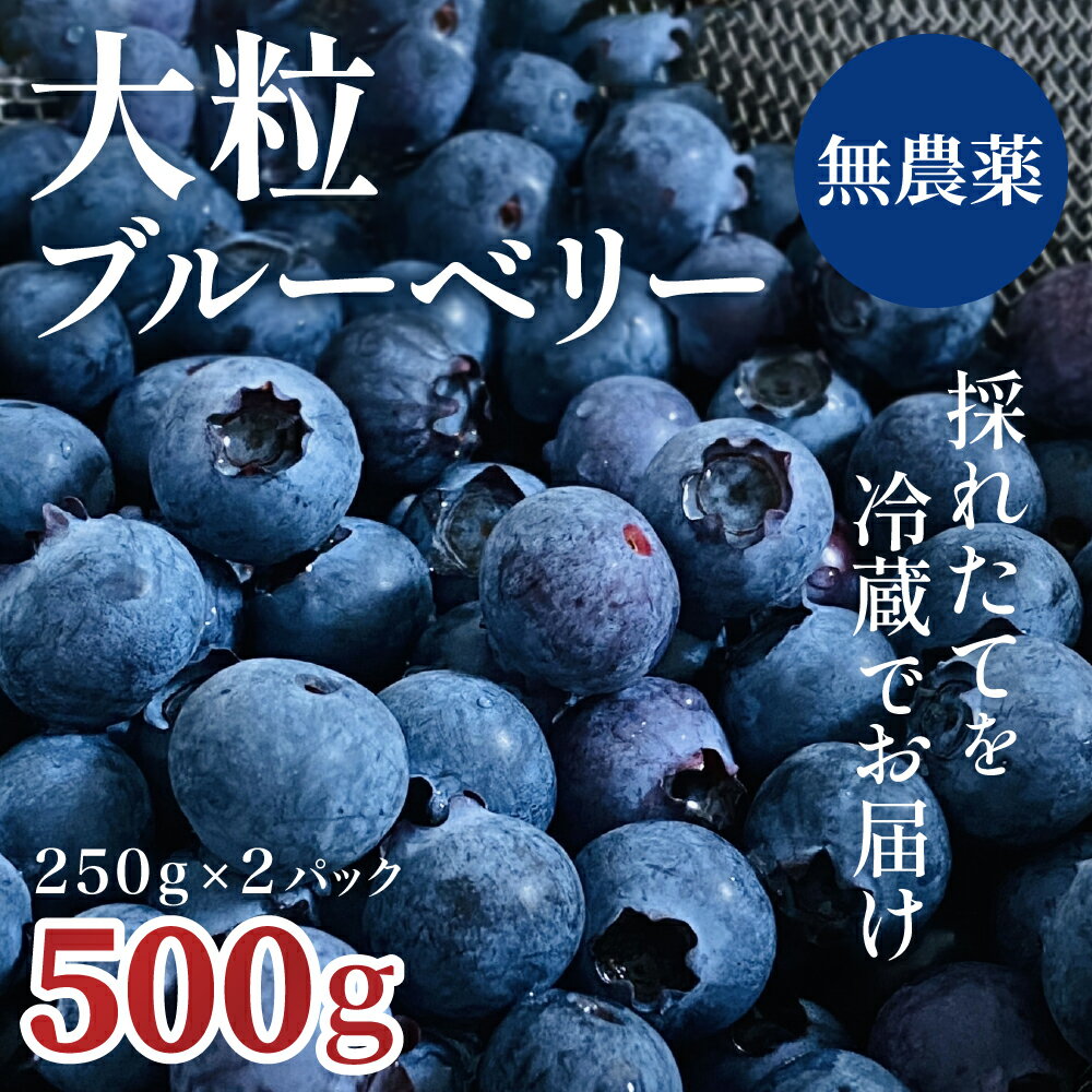 【ふるさと納税】【予約販売】無農薬 ブルーベリー 完熟 生 詰め合わせ（250g×2パック）2025年 冷蔵 生食 大粒 フルーツ 果物 くだもの 国産 数量限定 期間限定 摘みたて 農薬不使用【お届け：2025年6月中旬～8月下旬】 011SW01N.