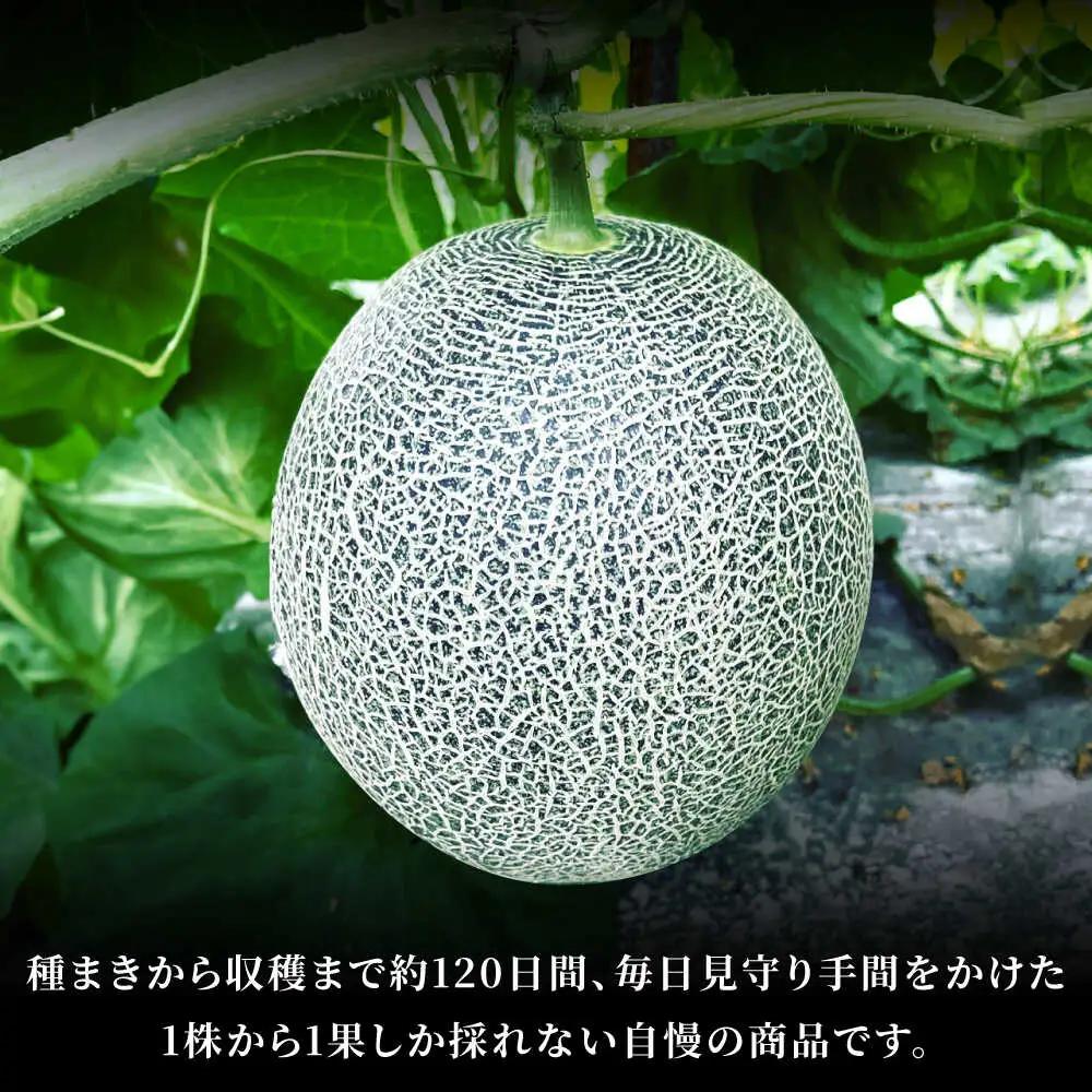 先行予約 肥後グリーンメロン約2kg(1玉)ZEM005