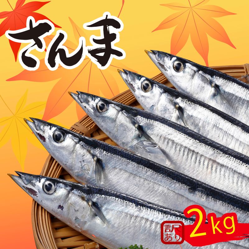 【先行予約】訳あり さんま 約2kg 冷蔵 鮮秋刀魚 発送期日 2024年9月下旬～2024年11月下旬 三陸 岩手 大船渡市 サンマ 秋刀魚