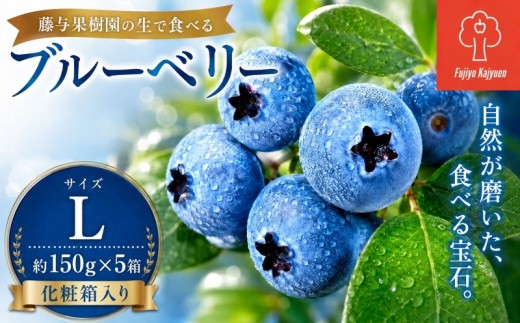 ブルーベリー Lサイズ 150g×5 大粒 生ブルーベリー 果物 くだもの フルーツ 産地直送 新鮮 旬 国産 岩手県 盛岡市 東北 岩手 盛岡 藤与果樹園 fujiyoB001