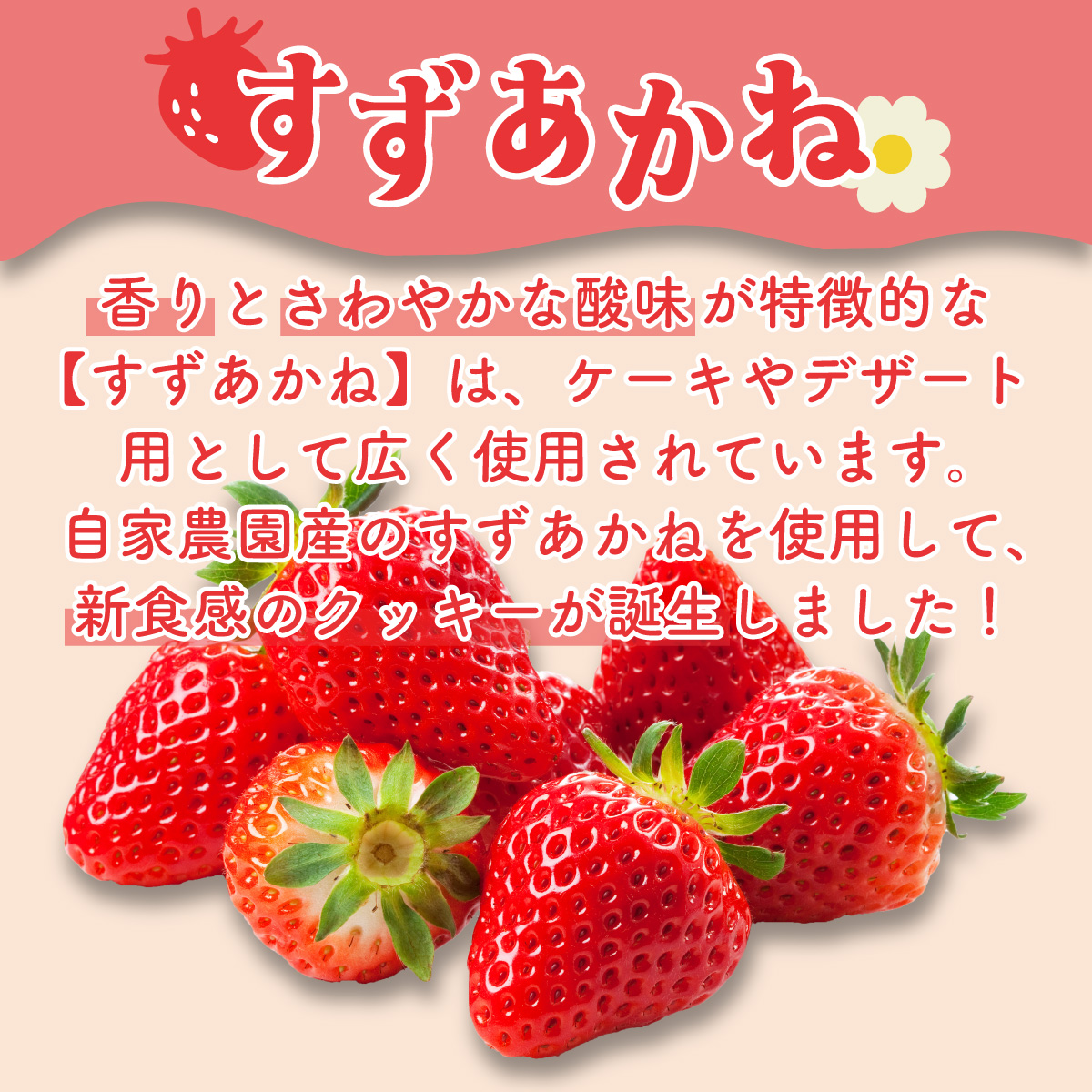 北海道産 ストロベリー ショコラ クッキー 40個 森のおくりもの 菓子 焼菓子 クッキー 苺 ストロベリー すずあかね お菓子 おやつ スイーツ デザート 規格外 常温 送料無料_イメージ4