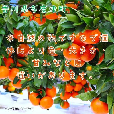 ふるさと納税 多度津町 『越冬小原紅早生みかん』約3kg【令和8年1月頃より発送!】【B-33】 |  | 02