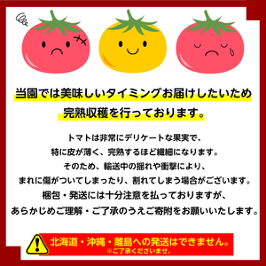 【ミニトマト】カラフルミニトマト 約900g 新鮮 トマト プチトマト