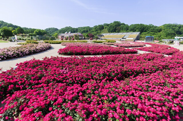 【ふるさと納税】ぎふワールド・ローズガーデン ペア入園券+食事券セット