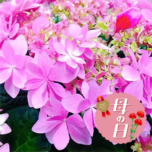 【ふるさと納税】 【先行予約】 母の日に！ アジサイ 鉢植え ピンク レッド 系 稀少品種 5号 母の日 2026年5月から順次発送 オンライン決済限定 静岡県 藤枝市