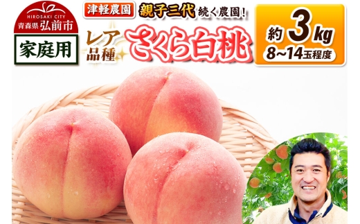 【26年9月発送】桃 約3kg(8～14玉程度) 青森【2026年産 レア品種 さくら白桃】もも 家庭用 くだもの フルーツ 果物 津軽農園 採れたて 農家直送 [おいしい ピーチ フルーツ もも 果実 果物 青森 津軽 桃 白桃 美味]