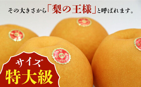 【2024年9月〜発送】【あなたを満たす梨の王様】特大級 の大きさ こだわりの 新高梨 約3kg 梨専門 の 八木農園 から 直送 / 南島原市 / 贅沢宝庫[SDZ031]