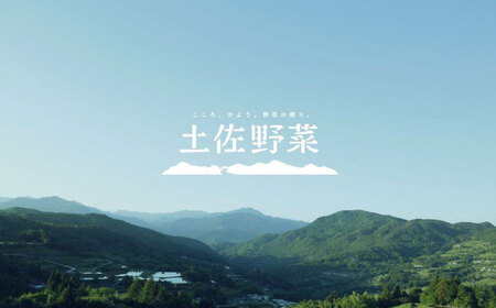 【24回定期便・月2回配送】 土佐の太陽をいっぱいに浴びた旬の野菜10~13品目と生姜約100gのセット / 高知 土佐 旬 野菜 生姜 詰め合わせ セット 仕送り 【土佐野菜】[ATBA017]