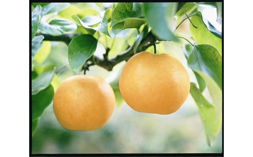 梨 2026年 岡山県産 あたご梨 2玉(約1.7ｋｇ） 化粧箱入り