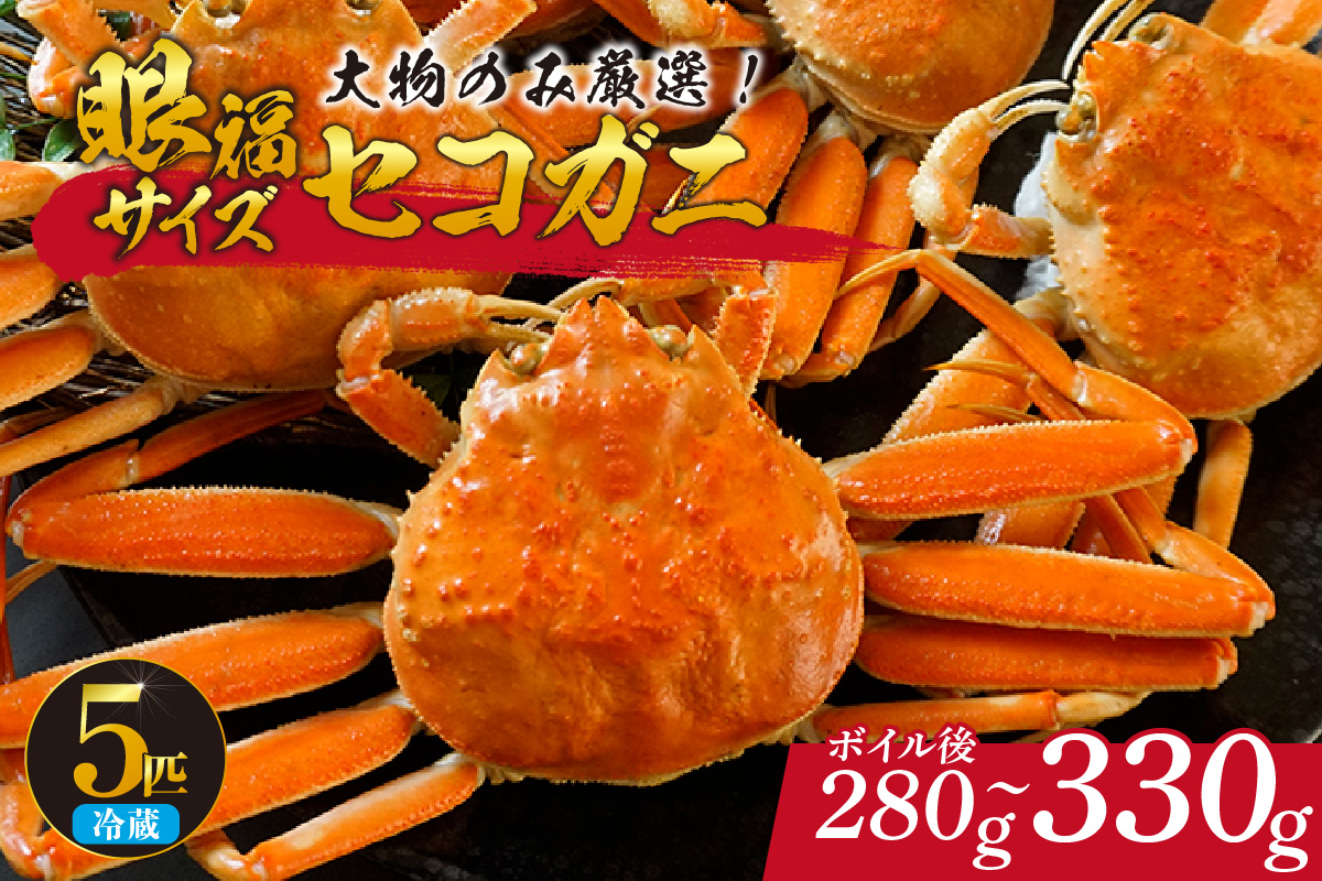 【先行予約】【1匹280g～330gの大物のみ厳選！ 眼福サイズ セコガニ5匹セット 冷蔵】 令和7年11月中旬以降、水揚げ次第順次発送予定 ふるさと納税 おすすめ 兵庫県 香美町 カネニ 06-25