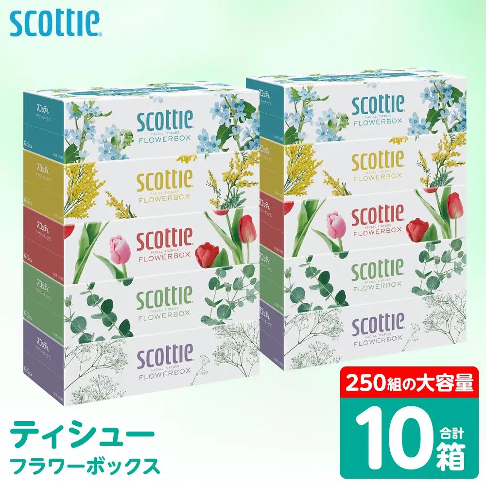 スコッティ ティッシュ 250組 10箱 ティシュー