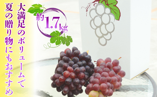 【2026年7月中旬～順次発送】ぶどう詰め合わせ 約1.7kg　デラウエア3房＋ここにしかないオリジナル品種おまかせ2種　希少品種 食べ比べ フルーツ 果物 くだもの 葡萄 中村オリジナルぶどう園 デ