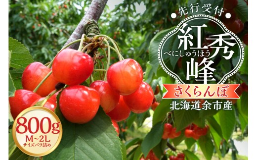 【2027年産 先行予約】＜北海道余市産＞さくらんぼ「紅秀峰」（M～2Lサイズバラ詰め）400g×2パック