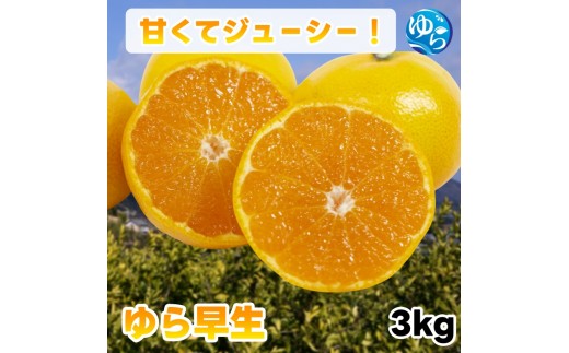 
                  ゆら 早生 みかん  秀品 3kg 由良みかん / 温州みかん 和歌山 甘い 家庭用 ※2027年10月上旬～10月下旬に順次発送予定/ 柑橘 ミカン 蜜柑 甘い 由良町 フルーツ 果物 くだもの 食品 人気 おすすめ 産地直送 由良町【ktym003-p-3】
                