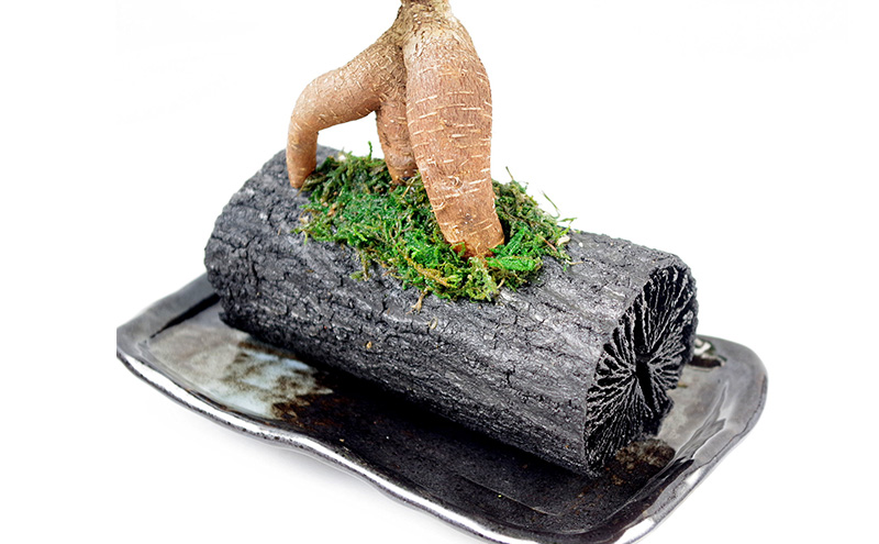 炭花壇 観葉植物（ガジュマル）観葉植物 インテリア おしゃれ プレゼントギフト 贈り物大田区 東京都