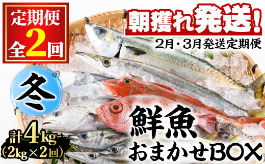 
【0301103b】＜定期便・全2回(2月・3月)＞「冬の鮮魚BOX」朝獲れ発送！鮮魚問屋が厳選したおまかせ鮮魚(約2kg程度×2回)魚 魚介類 鮮魚 海鮮 詰め合わせ セット 刺身 天ぷら 煮つけ 塩焼き【江川商店】
