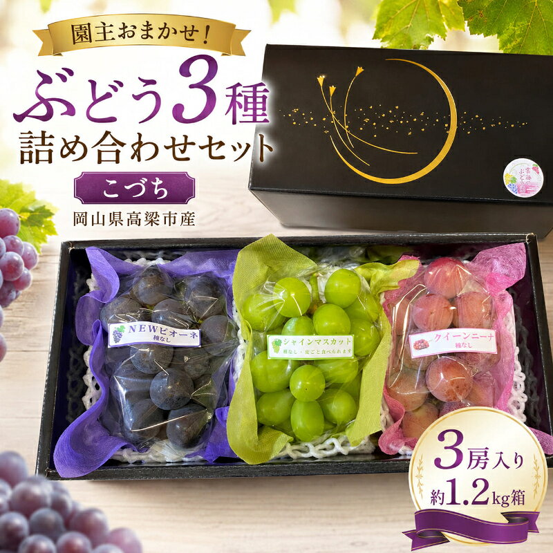 【ふるさと納税】園主おまかせ！ぶどう3種詰め合わせセット【こづち】（3房入り）約1.2kg 化粧箱 岡山県 高梁市産　お届け：2026年9月5日～2026年9月30日