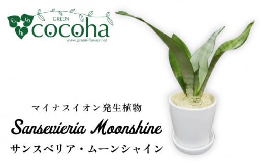 
マイナスイオン発生植物『 サンスベリア ・ ムーンシャイン 』 糸島市 / cocoha [AWB024] 観葉植物 インテリア
