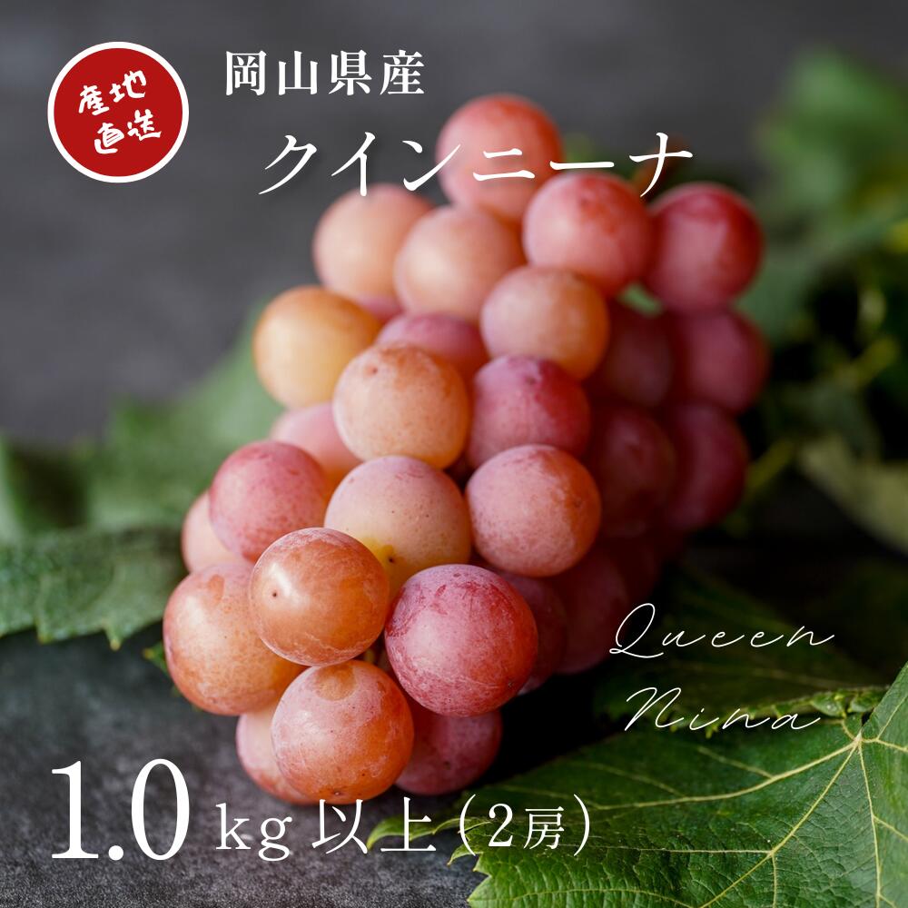 【ふるさと納税】 【2026年先行予約】 厳選ぶどう 岡山県産 クイーンニーナ 1.0kg以上（2房） 産地直送 朝採れ新鮮！ / ぶどう 葡萄 クイーンニーナ 先行予約 フルーツ 果物 岡山 真庭市 甘い 希少 珍しい 新鮮 樹上完熟