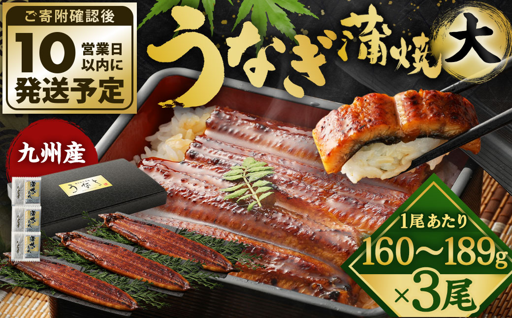 【丑の日／配達日指定可能】九州産 うなぎ 蒲焼 大 3尾 (1尾あたり160～189g)